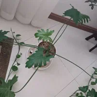 برگ انجیری سر حال|گل و گیاه طبیعی|سمنان, |دیوار