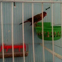 دوتا قناری سرخ سوخت