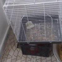 قفس|لوازم جانبی حیوانات|چرداول, |دیوار