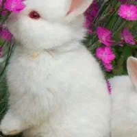 چند عدد خرگوش سفید و دورنگ