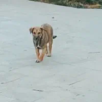 توله سگ پژدر عراقی|سگ|بهارستان, |دیوار