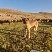 سگ گله عالی|سگ|خلخال, |دیوار