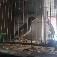مرغ مینا