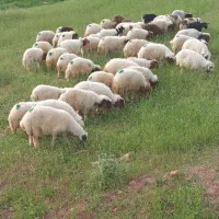 بره سفید صادراتی