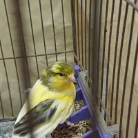 قناری نر  با قفس مفت