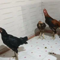 خروس و مرغ لاری|حیوانات مزرعه|گیلان غرب, |دیوار