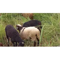 بره نر و ماده|حیوانات مزرعه|نوشهر, |دیوار