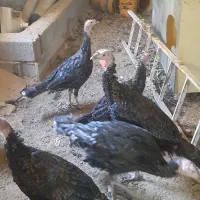 بوقلمون های ۵ ماهه سالم|حیوانات مزرعه|چهاردولی, |دیوار