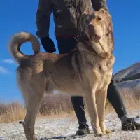 عجل ۲۱ماهه واگذار میگردد