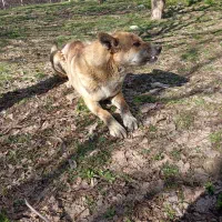 یک عدد سگ گرگی