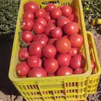 گوجه ربی وخوراکی با تحویل و آبگیری درب منزل مشتری
