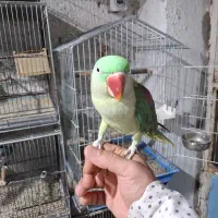 شاه طوطی، راهب،گرینچیک، ردچیک