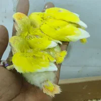 جوجه طوطی کوتوله و عروس هلندی|پرنده|بندرعباس, |دیوار