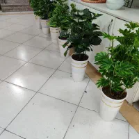 گلدان کنار سالنی پر پشت و زیبا