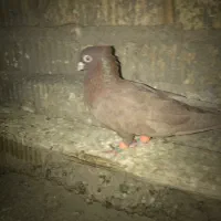 تافته ای|پرنده|شیراز, کفترک|دیوار