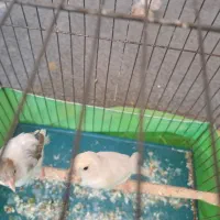 قناری نرماده  ۲۵۰۰