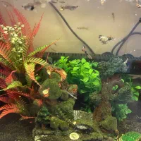 ماهی گوپی ارزان در سایزهای مختلف