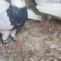 پر ندها. درج.  از. در خونه. میبری|پرنده|شوشتر, |دیوار