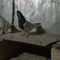 پرشتی۴ تا