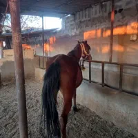 اسب ماده|اسب و تجهیزات اسب‌سواری|رامهرمز, |دیوار