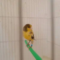 دوتا قنار سرخ ابلغ