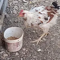 نیمچه خروس گلین