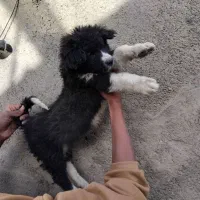 واگذاری قدریجونی