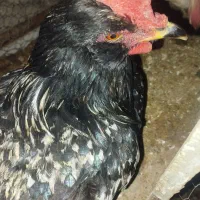 خروس گلین و کبوتر تهرونی|حیوانات مزرعه|اصفهان, جلفا|دیوار