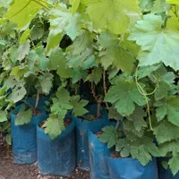 نهال گلدانی