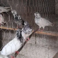 ۱۶تاکبوترهای پاکستانی وایرانی تیرماه