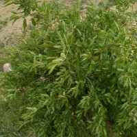 ویلا باغ زمین ۱۹۰۰ متری دارای استخر واب