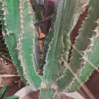 حراج انواع کاکتوس و گیاه اپارتمانی حراج