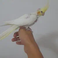 عروس|پرنده|اهر, |دیوار