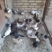 سلام کبوتر 27عدد دوری دورگ ورنگی