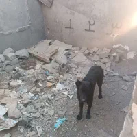 سگ قدرجونی|سگ|ورامین, ورامین|دیوار