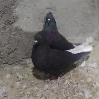 چند جفتی کفتر درج یک