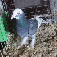 زاجر|پرنده|میبد, |دیوار