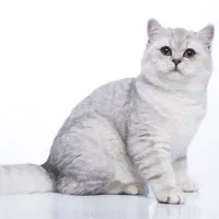 شهر گربه بریتیش سیلور|گربه|تهران, شهرک غرب|دیوار