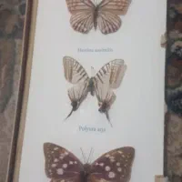 تابلو پروانه  زیبا