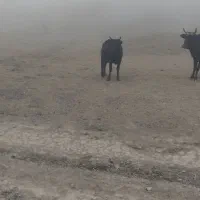 لیشه شکم دار