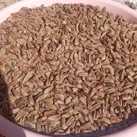 هسته خرما خشک شده