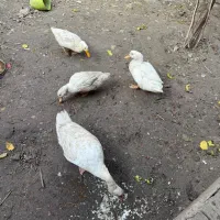 غاز و اردک|حیوانات مزرعه|گرگان, |دیوار