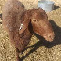 گوسفند نژاد دار افشاری