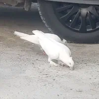 کبوتر
