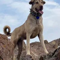 سگ ماده پژدر