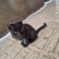 واگذاری بچه گربه.مادرشاباتله گرفتندگرسنه اند|گربه|مبارکه, |دیوار