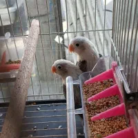 قناری جفت شده و کوتوله جفت رنگهای خاص|پرنده|مشهد, شهید آوینی|دیوار