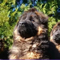 سگ ژرمن شولاین موبلند بلک فیس