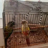 جفت نرماده جوان.طوطی گرینچیک|پرنده|خمینی‌شهر, |دیوار