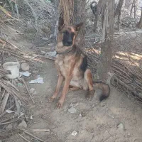 سگ ژرمن ماده